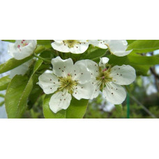 Груша ‘Десертна’|Pyrus domestica ‘Desertna’|Груша ‘Десертная’