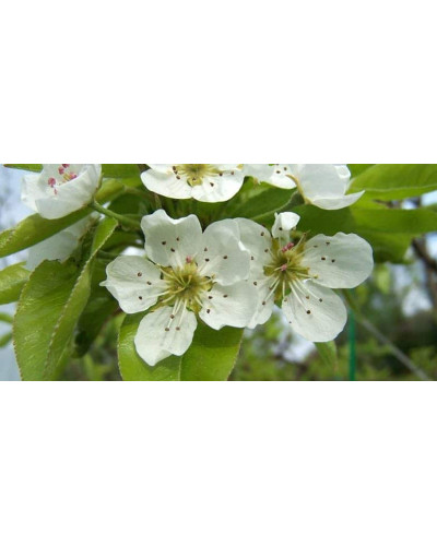 Груша ‘Десертна’|Pyrus domestica ‘Desertna’|Груша ‘Десертная’