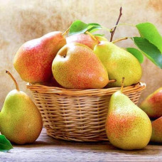Груша ‘Десертна’|Pyrus domestica ‘Desertna’|Груша ‘Десертная’