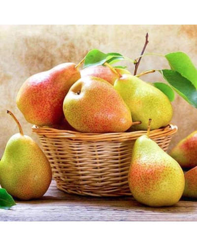 Груша ‘Десертна’|Pyrus domestica ‘Desertna’|Груша ‘Десертная’