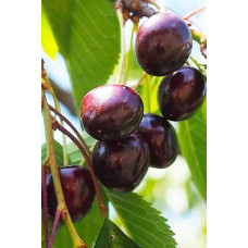 Вишня домашня Шоколадниця (рання) | Prunus cerasus Shokoladnitsa (early) | Вишня домашняя Шоколадница (ранняя)
