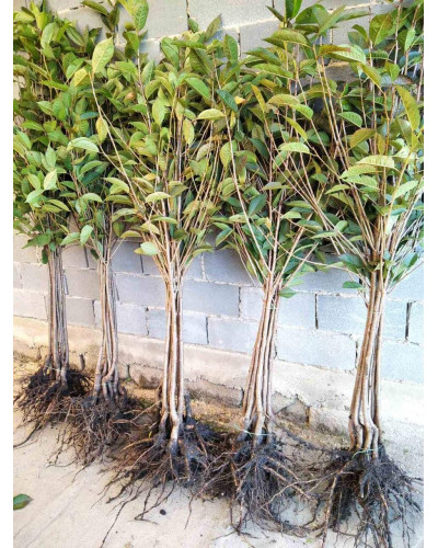 Вишня домашня Шоколадниця (рання) | Prunus cerasus Shokoladnitsa (early) | Вишня домашняя Шоколадница (ранняя)
