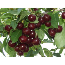 Вишня домашня Шоколадниця (рання) | Prunus cerasus Shokoladnitsa (early) | Вишня домашняя Шоколадница (ранняя)