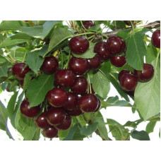 Вишня домашня Шоколадниця (рання) | Prunus cerasus Shokoladnitsa (early) | Вишня домашняя Шоколадница (ранняя)