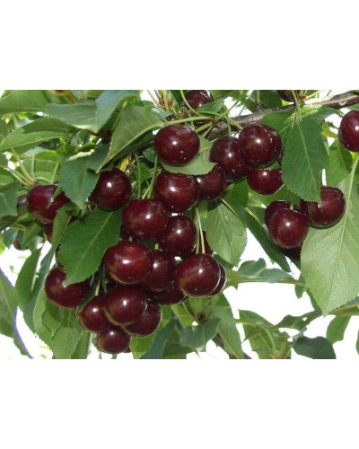 Вишня домашня Шоколадниця (рання) | Prunus cerasus Shokoladnitsa (early) | Вишня домашняя Шоколадница (ранняя)