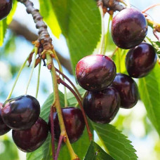 Вишня домашня Шоколадниця (рання) | Prunus cerasus Shokoladnitsa (early) | Вишня домашняя Шоколадница (ранняя)