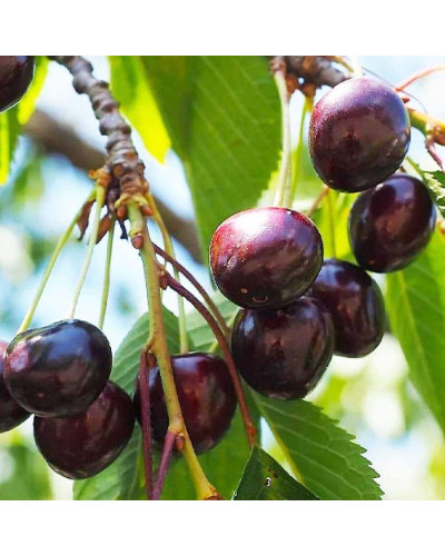 Вишня домашня Шоколадниця (рання) | Prunus cerasus Shokoladnitsa (early) | Вишня домашняя Шоколадница (ранняя)