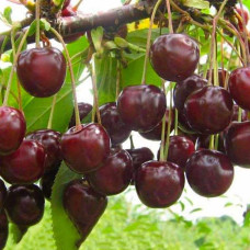 Вишня домашня Шоколадниця (рання) | Prunus cerasus Shokoladnitsa (early) | Вишня домашняя Шоколадница (ранняя)