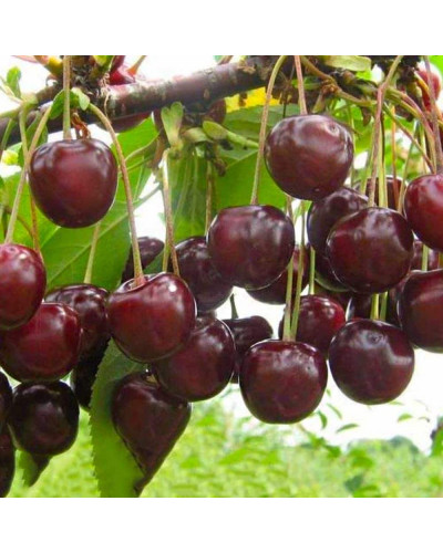 Вишня домашня Шоколадниця (рання) | Prunus cerasus Shokoladnitsa (early) | Вишня домашняя Шоколадница (ранняя)