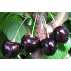 Вишня домашня Шоколадниця (рання) | Prunus cerasus Shokoladnitsa (early) | Вишня домашняя Шоколадница (ранняя)