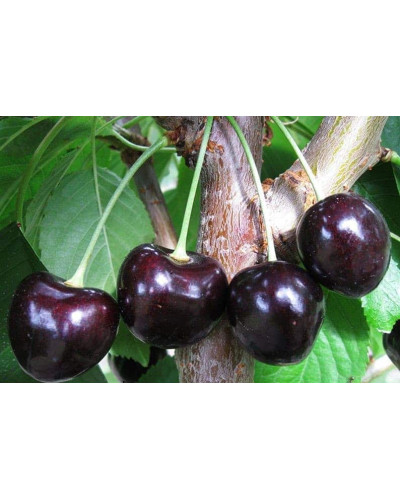 Вишня домашня Шоколадниця (рання) | Prunus cerasus Shokoladnitsa (early) | Вишня домашняя Шоколадница (ранняя)