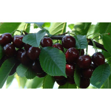 Вишня домашня Шоколадниця (рання) | Prunus cerasus Shokoladnitsa (early) | Вишня домашняя Шоколадница (ранняя)