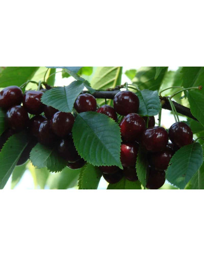 Вишня домашня Шоколадниця (рання) | Prunus cerasus Shokoladnitsa (early) | Вишня домашняя Шоколадница (ранняя)
