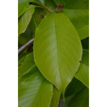 Вишня домашня Шоколадниця (рання) | Prunus cerasus Shokoladnitsa (early) | Вишня домашняя Шоколадница (ранняя)
