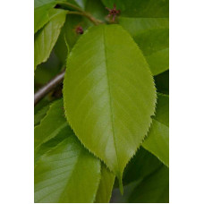 Вишня домашня Шоколадниця (рання) | Prunus cerasus Shokoladnitsa (early) | Вишня домашняя Шоколадница (ранняя)