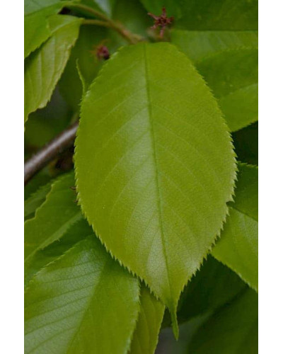 Вишня домашня Шоколадниця (рання) | Prunus cerasus Shokoladnitsa (early) | Вишня домашняя Шоколадница (ранняя)