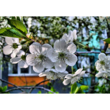 Вишня домашня Шоколадниця (рання) | Prunus cerasus Shokoladnitsa (early) | Вишня домашняя Шоколадница (ранняя)