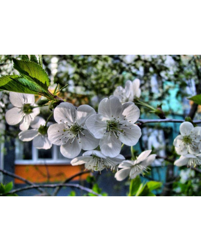 Вишня домашня Шоколадниця (рання) | Prunus cerasus Shokoladnitsa (early) | Вишня домашняя Шоколадница (ранняя)