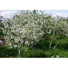 Вишня домашня Шоколадниця (рання) | Prunus cerasus Shokoladnitsa (early) | Вишня домашняя Шоколадница (ранняя)