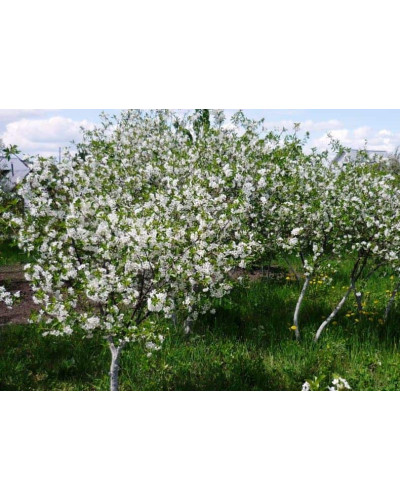 Вишня домашня Шоколадниця (рання) | Prunus cerasus Shokoladnitsa (early) | Вишня домашняя Шоколадница (ранняя)