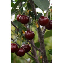 Вишня ‘великоплідна’|Prunus cerasus ‘Velykoplidna’|Вишня ‘крупноплодная’