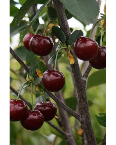 Вишня ‘великоплідна’|Prunus cerasus ‘Velykoplidna’|Вишня ‘крупноплодная’