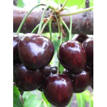 Вишня ‘великоплідна’|Prunus cerasus ‘Velykoplidna’|Вишня ‘крупноплодная’