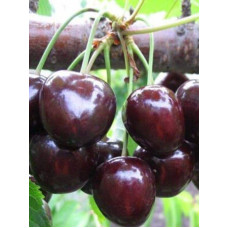 Вишня ‘великоплідна’|Prunus cerasus ‘Velykoplidna’|Вишня ‘крупноплодная’