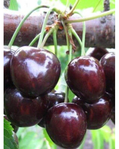 Вишня ‘великоплідна’|Prunus cerasus ‘Velykoplidna’|Вишня ‘крупноплодная’