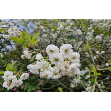 Вишня ‘великоплідна’|Prunus cerasus ‘Velykoplidna’|Вишня ‘крупноплодная’