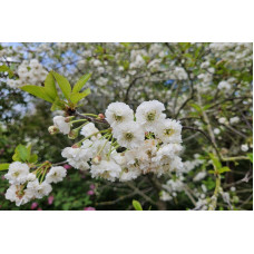 Вишня ‘великоплідна’|Prunus cerasus ‘Velykoplidna’|Вишня ‘крупноплодная’
