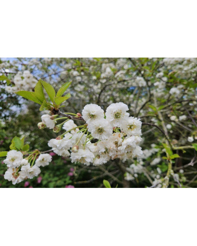 Вишня ‘великоплідна’|Prunus cerasus ‘Velykoplidna’|Вишня ‘крупноплодная’