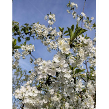 Вишня ‘великоплідна’|Prunus cerasus ‘Velykoplidna’|Вишня ‘крупноплодная’