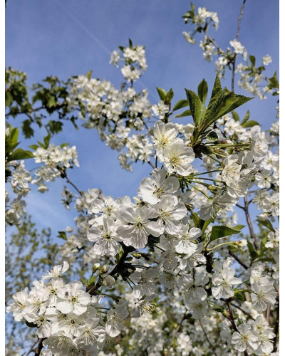 Вишня ‘великоплідна’|Prunus cerasus ‘Velykoplidna’|Вишня ‘крупноплодная’