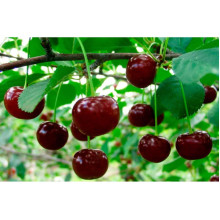 Вишня ‘великоплідна’|Prunus cerasus ‘Velykoplidna’|Вишня ‘крупноплодная’