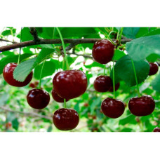Вишня ‘великоплідна’|Prunus cerasus ‘Velykoplidna’|Вишня ‘крупноплодная’