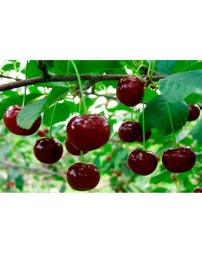 Вишня ‘великоплідна’|Prunus cerasus ‘Velykoplidna’|Вишня ‘крупноплодная’