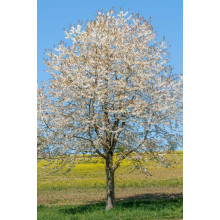 Вишня ‘великоплідна’|Prunus cerasus ‘Velykoplidna’|Вишня ‘крупноплодная’