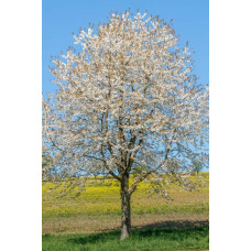 Вишня ‘великоплідна’|Prunus cerasus ‘Velykoplidna’|Вишня ‘крупноплодная’