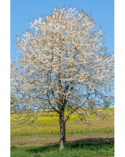 Вишня ‘великоплідна’|Prunus cerasus ‘Velykoplidna’|Вишня ‘крупноплодная’