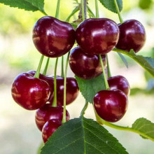 Вишня ‘великоплідна’|Prunus cerasus ‘Velykoplidna’|Вишня ‘крупноплодная’