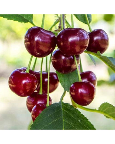 Вишня ‘великоплідна’|Prunus cerasus ‘Velykoplidna’|Вишня ‘крупноплодная’