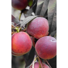 Персик колоновидний ‘Бургунді’|Prunus persica ‘Burgundy’|Персик колоновидный ‘Бургунди’