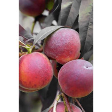Персик колоновидний ‘Бургунді’|Prunus persica ‘Burgundy’|Персик колоновидный ‘Бургунди’