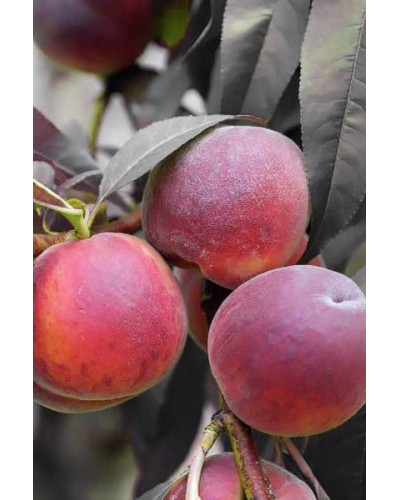 Персик колоновидний ‘Бургунді’|Prunus persica ‘Burgundy’|Персик колоновидный ‘Бургунди’