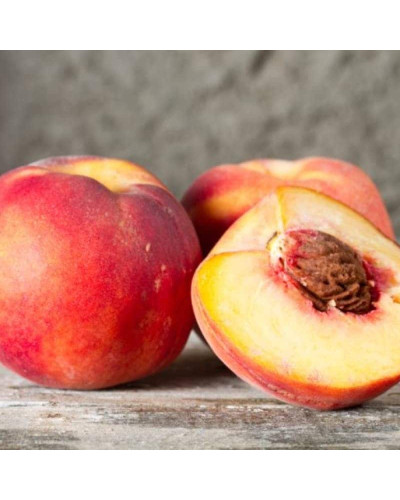 Персик колоновидний ‘Бургунді’|Prunus persica ‘Burgundy’|Персик колоновидный ‘Бургунди’