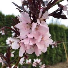 Персик колоновидний ‘Бургунді’|Prunus persica ‘Burgundy’|Персик колоновидный ‘Бургунди’