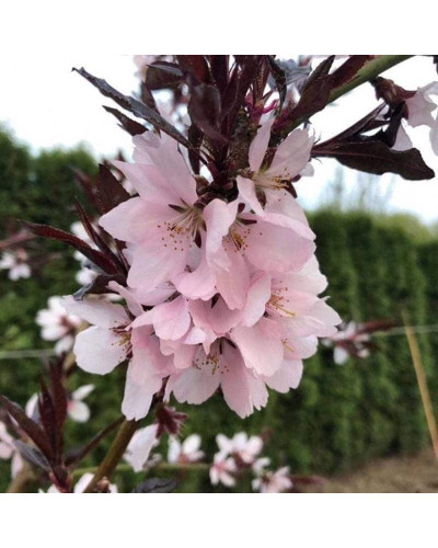 Персик колоновидний ‘Бургунді’|Prunus persica ‘Burgundy’|Персик колоновидный ‘Бургунди’