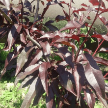 Персик колоновидний ‘Бургунді’|Prunus persica ‘Burgundy’|Персик колоновидный ‘Бургунди’