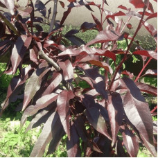 Персик колоновидний ‘Бургунді’|Prunus persica ‘Burgundy’|Персик колоновидный ‘Бургунди’